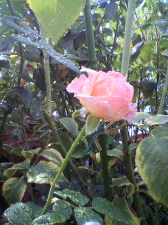 ±«¾å¤¬¤ê¤Î¥¨¥ë