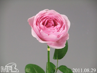 ¥µ¥¥«¥Ã¥×¥Ô¥ó¥¯£Î£ï¡¥£¸