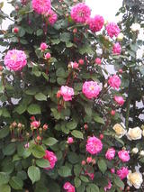 ¤Ä¤ë¥Ô¥ó¥¯¥¹¥Ñ¥¤¥é¥ë³ô