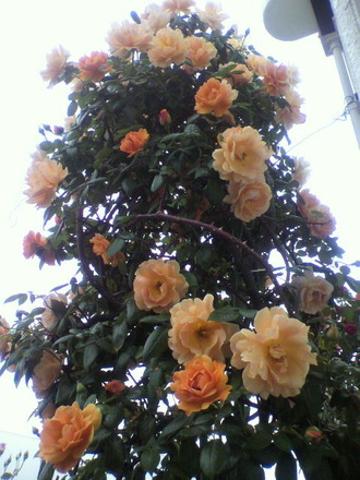 P1001947¥í¥¤¥ä¥ë¥µ¥ó¥»¥Ã¥È