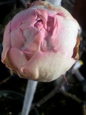 P1005432¥¤¥ô¡¦¥¯¥ì¡¼¥ë