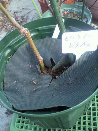 P1005444¥Ô¥ó¥¯¡¦¥¤¥Ö¡¦¥Ô¥¢¥Ã¥Á¥§
