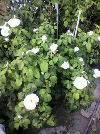 P1003268¥µ¥ê¥å¡¼¡¦¥É¡¦¥¢¥à¡¼¥ë