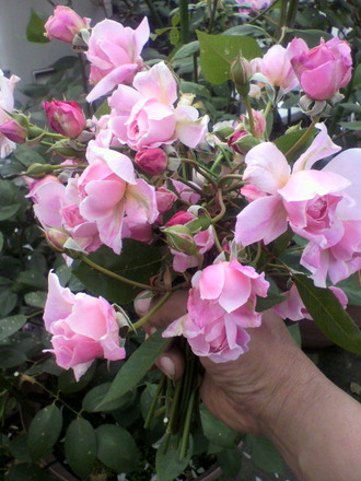 P1002423¥â¡¼¥Æ¥¤¥Þ¡¼¥µ¥Ã¥¯¥é¡¼