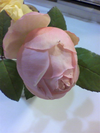 ¥é¡¦¥¸¥ç¥³¥ó¥À