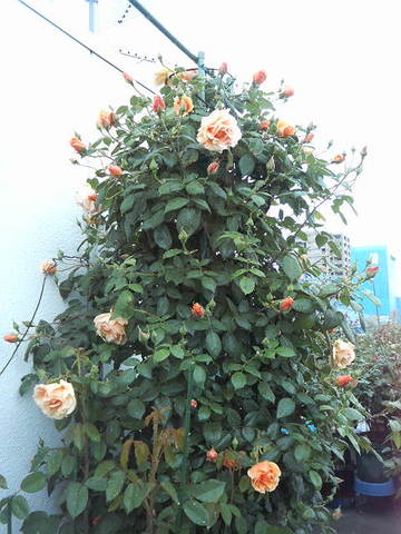 ¤Ä¤ë¥í¥¤¥ä¥ë¥µ¥ó¥»¥Ã¥È