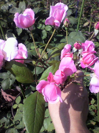 P1004722¥â¡¼¥Æ¥¤¥Þ¡¼¥µ¥Ã¥¯¥é¡¼