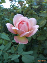 ¥¸¥å¥Ó¥ê¡¼¡¦¥»¥ì¥Ö¥ì¡¼¥·¥ç¥ó