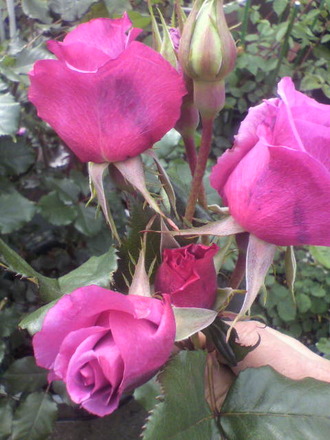 P1008144¥·¥ç¥Ã¥¥ó¥°¥Ö¥ë¡¼