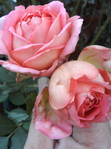 ¥¸¥å¥Ó¥ê¡¼¥»¥ì¥Ö¥ì¡¼¥·¥ç¥ó