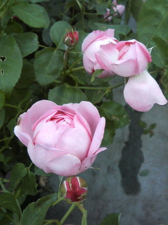 ¥Á¥ã¡¼¥ë¥º¥ì¥Ë¡¼¥Þ¥Ã¥¥ó¥È¥Ã¥·¥å