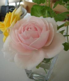 ¥«¥è¥¹¥¤¡¼¥Èimg2aa72974zik9zj
