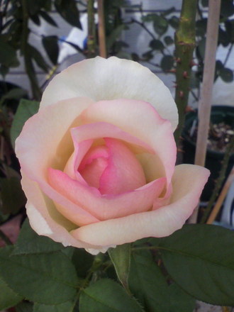 ¥éŽ¥¥¸¥ç¥³¥ó¥À²Æ