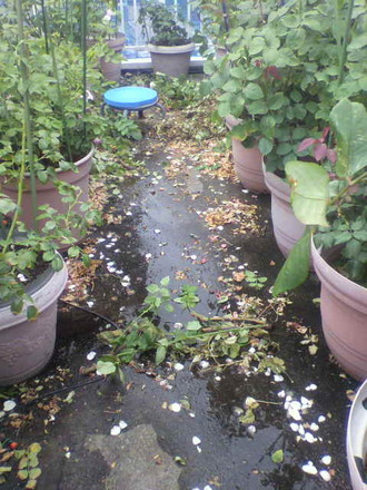 P1008592»Þ¸Ï¤ìɤμêÅö¤Æ£´