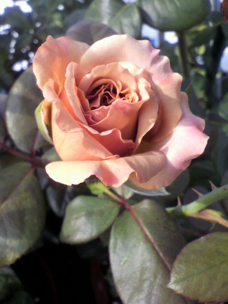 P1003222¥«¥Õ¥§¥é¥Æ