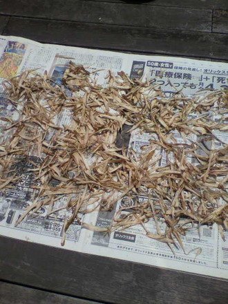 P1004580¥´¥Ü¥¦Ãã¢