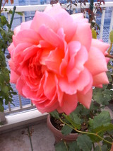 ¥¸¥å¥Ó¥ê¡¼¥»¥ì¥Ö¥ì¡¼¥·¥ç¥ó