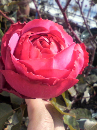 ¥¤¥ô¡¦¥Ô¥¢¥Ã¥Á¥§