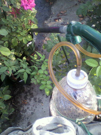 P1007244±ÕÈî»¶ÉÛ5Æü