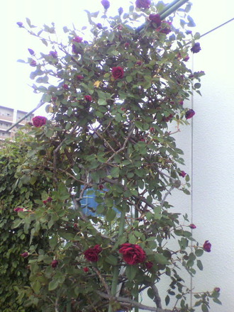 P1001922¤Ä¤ë¥®¥Í