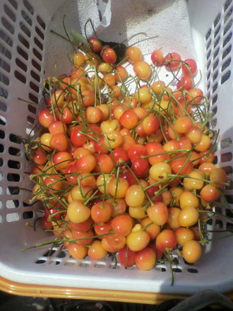 P1008574¥µ¥¯¥é¥ó¥Ü¤Î¼ý³Ï