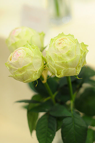 ¥¢¥ó¥Ì ¥ï¥°¥é¥óDSC_0017-s_20120326100232