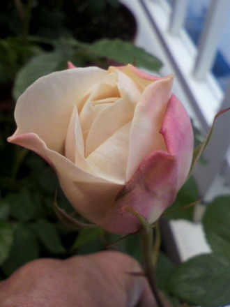 P1001921¥Õ¥§¥¢¥Ó¥¢¥ó¥«