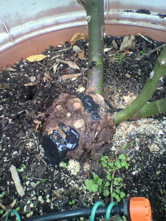 P1004835»Þ¸Ï¤ìɤμêÅö¤Æ£³