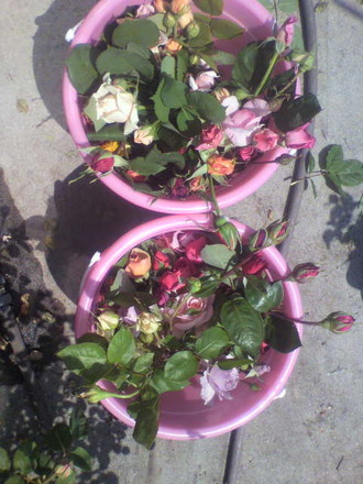 P1009164Ä«¤Î¼ý³Ï1Æü