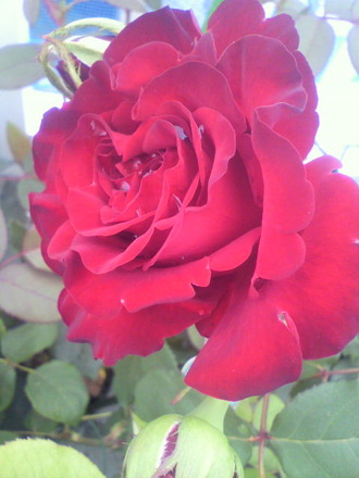 P1006754¥¦¥©¥ó¥Æ¥Ã¥É