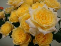 ¥´¡¼¥ë¥Ç¥ó¥Ù¥ë¥¿DSC01003-thumb