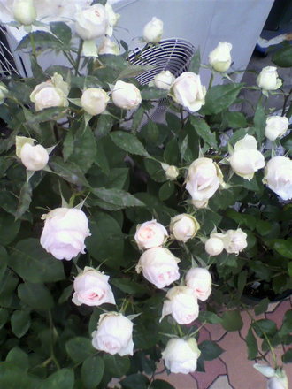 ¥é¡¦¥¸¥ç¥³¥ó¥À£²