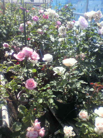 P1004511¥¤¥Ö¤Î¥³¡¼¥Ê¡¼
