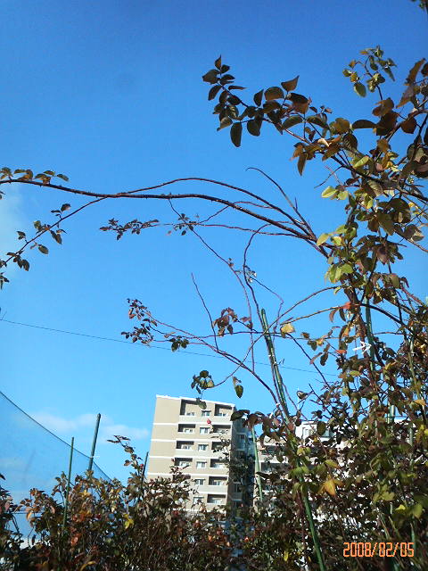 ¤Ä¤ë¥Ð¥é¤Î¥·¥å¡¼¥È£²
