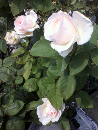 ¥é¡¦¥¸¥ç¥³¥ó¥À