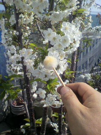 P1007889¥µ¥¯¥é¥ó¥Ü¼õÊ´