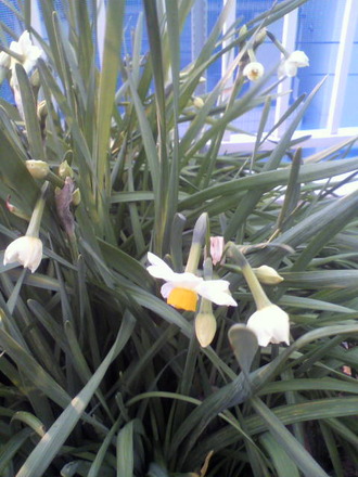 P1005424¿åÀç¤Î³«²Ö