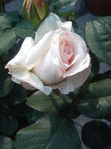 ¥ª¥Õ¥§¡¼¥ê¥¢¡²