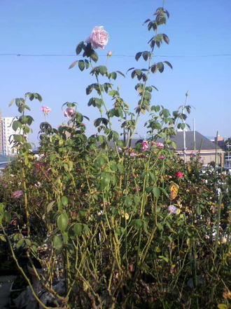 P1005320²°¾åÉ÷·Ê
