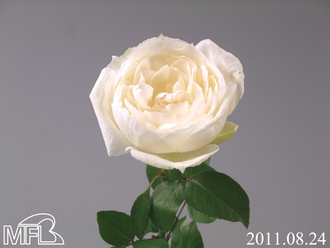 ¥¯¥í¥Ã¥·¥å¥É¥Þ¥ê¥¢¡¼¥¸¥å¥í¥¼¥Ã¥È