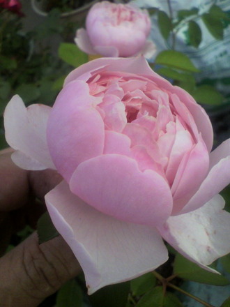 P1009409¼êÆþ¤ì£²