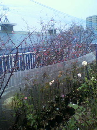 P1005382¥Ö¥ë¡¼¥Ù¥ê¡¼¤âÍîÍÕ