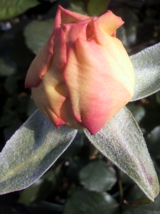 P1005969¤Û¤Î¤«