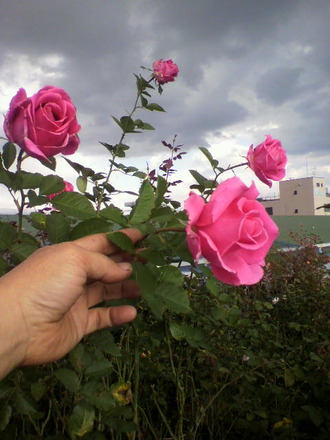 P1003913¥Õ¥ì¥°¥é¥ó¥È¥ì¥Ç¥£¡¼