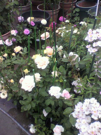 P1006741Àڲּ拾¡¼¥Ê¡¼£³