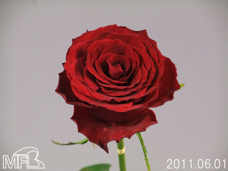 ¥Ê¥®¥Õ¥¡¥¤¥ä¡¼¥¦¥§¡¼¥Ö
