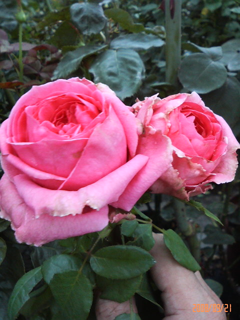 ¥ª¥¦¥®¥å¥¹¥È¥ë¥Î¥¢¡¼¥ë