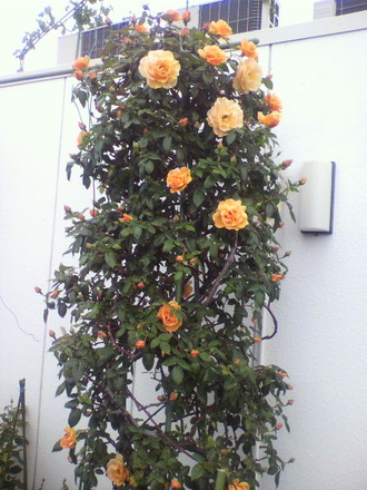 P1001923¤Ä¤ë¥í¥¤¥ä¥ë¥µ¥ó¥»¥Ã¥È