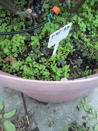 P1002555Áð¼è¤ê¤«¤é¡Á