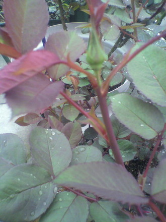 P1007866鲤â¤Á¤é¤Û¤é